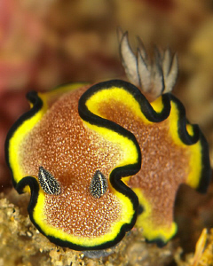 Glossodoris Cinta by Charles Wright 